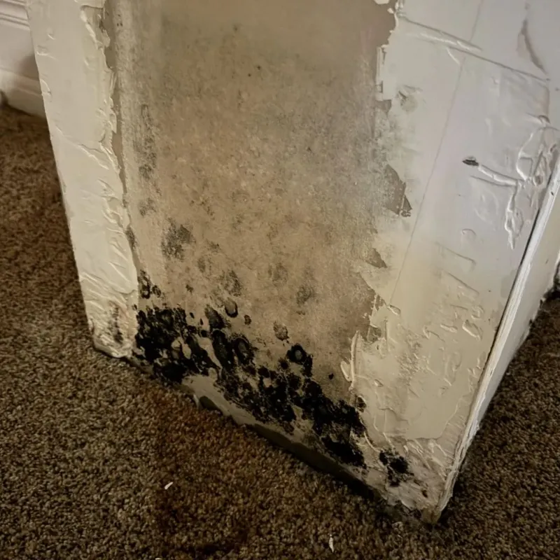 Professional Mold Removal in Coopersville, MI